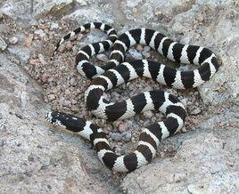 黑白王蛇 黑白王蛇