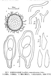 毛茛科內絲白粉菌