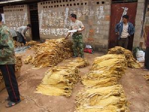 特色產業—烤菸