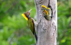 黃冠啄木鳥 黃冠啄木鳥