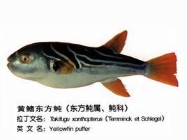 黃鰭東方魨 黃鰭東方魨