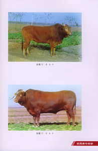 《實用養牛科學》 《實用養牛科學》