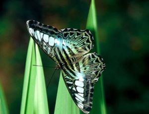 雲南麗蛺蝶 雲南麗蛺蝶