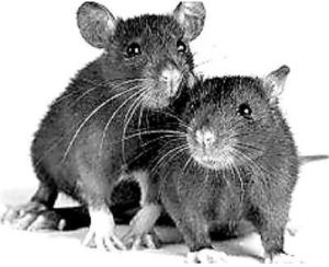 霍族隱鼠 霍族隱鼠