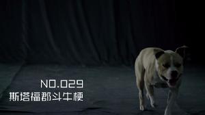 美國史特富郡梗