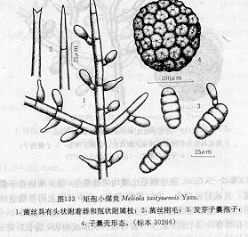矩孢小煤炱 矩孢小煤炱