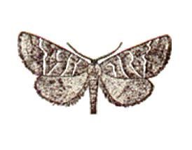 櫟褐天社蛾 櫟褐天社蛾