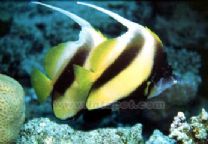 紅海關刀 紅海關刀