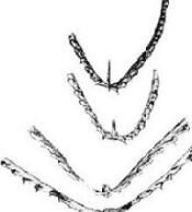 桿孔筆石 桿孔筆石