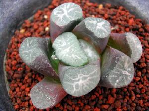 花菱萬象 花菱萬象