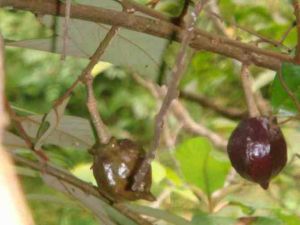 苦子馬檳榔 苦子馬檳榔