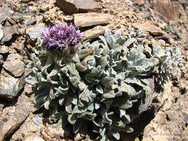 鼠曲雪兔子 鼠曲雪兔子