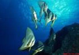 魚類濃縮蛋白 魚類濃縮蛋白