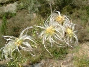寬芹葉鐵線蓮(變種) 寬芹葉鐵線蓮(變種)
