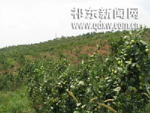 白地市鎮 白地市鎮