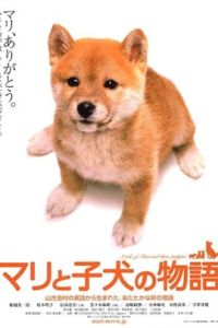 愛犬的奇蹟 愛犬的奇蹟