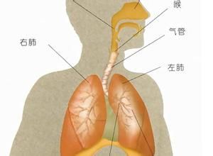 氣道 氣道