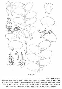 耳萼疣鱗苔 耳萼疣鱗苔
