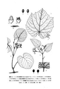 大葉白粉藤 大葉白粉藤