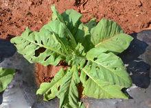 東山鎮[江蘇省蘇州市東山鎮]