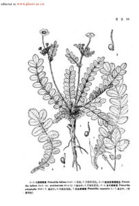 多葉委陵萊 多葉委陵萊