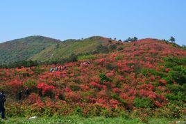 盤縣火鋪杜鵑林