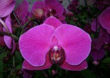 汕農姑娘蝴蝶蘭 汕農姑娘蝴蝶蘭