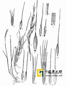 中間鵝觀草 中間鵝觀草