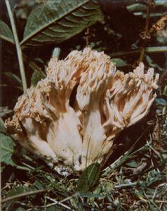 粉紅枝瑚菌 粉紅枝瑚菌