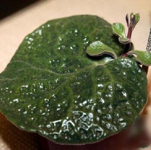 大葉奇峰錦 大葉奇峰錦