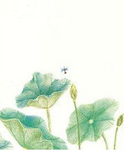 荷花荷花幾月開 荷花荷花幾月開