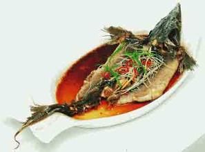 銀絲紅鱘 銀絲紅鱘