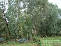 麻栗樹小村生態林