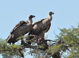 南非兀鷲 南非兀鷲