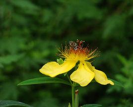 金絲蝴蝶[1955年謝虹執導電影]