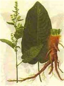 頭序組[蓼科大黃屬]