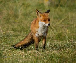 赤狐北美亞種 赤狐北美亞種