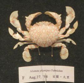 紅線黎明蟹 紅線黎明蟹