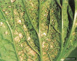 白菜細菌性葉斑病 白菜細菌性葉斑病