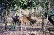 鬣鹿指名亞種 鬣鹿指名亞種