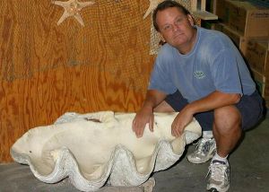 庫氏硨磲的貝殼