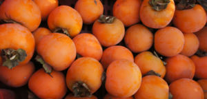 永定紅柿 永定紅柿