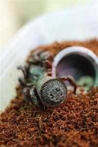 金錢活門蛛 金錢活門蛛