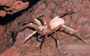 考艾島洞穴狼蛛 考艾島洞穴狼蛛