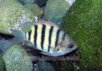 孟加拉豆娘 孟加拉豆娘