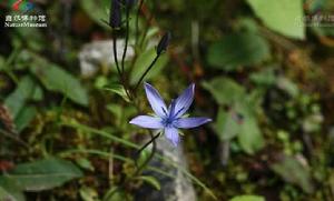 宿根肋柱花 宿根肋柱花