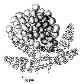 橫列仙菜 橫列仙菜