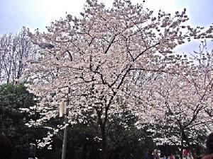 （圖）珞珈山櫻花