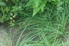 溝囊薹草 溝囊薹草