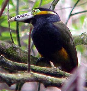 點嘴小巨嘴鳥 點嘴小巨嘴鳥